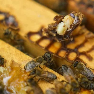 Rural charity gives 'distressed' beekeepers mite relief