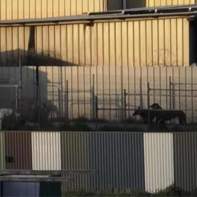 Law review to remove greyhound welfare 'exemptions'