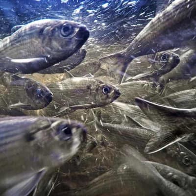 Images of outback 'fishnado' smell a bit funny