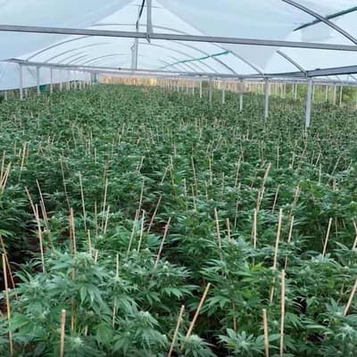 Drugs valued at $475 million seized in police raids