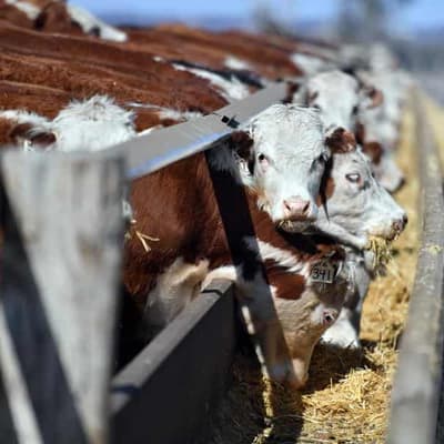 Recipe for change as dry spell may eat into food prices