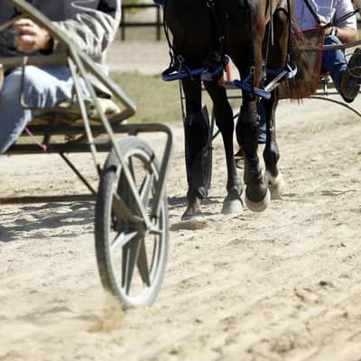Harness racing horse welfare fails to keep pace in Tas
