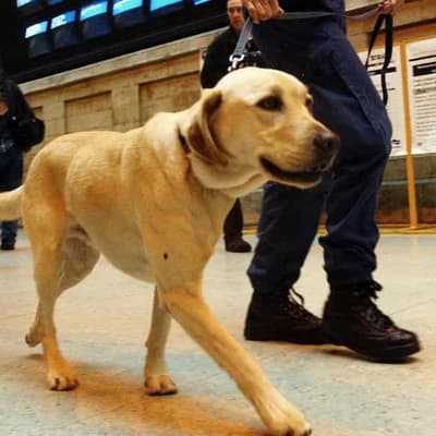 Bad smell for drug-detection dogs at music festivals