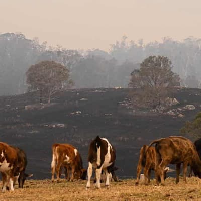 Three homes lost in destructive NSW bushfire