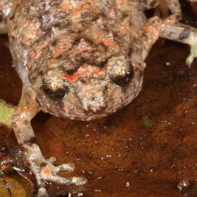 Aussie frogs in hot water from climate, other threats