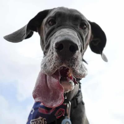 Vegan cats and dogs could help to save the planet