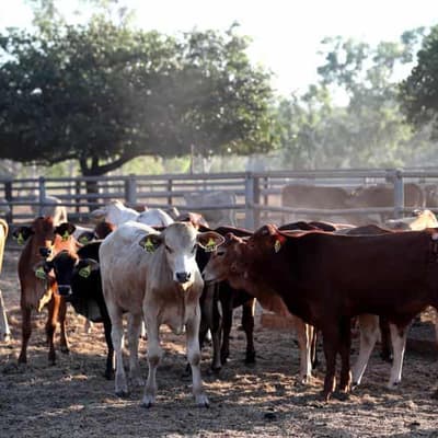 Farm incomes to tumble as drier conditions take hold