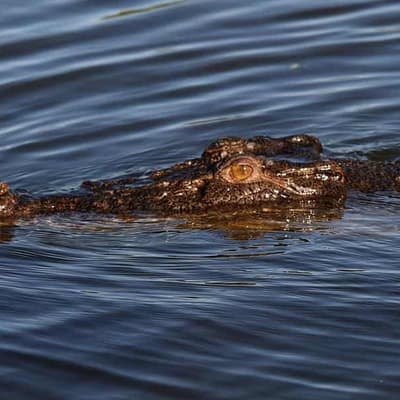 Worker hurt in crocodile attack at wildlife sanctuary