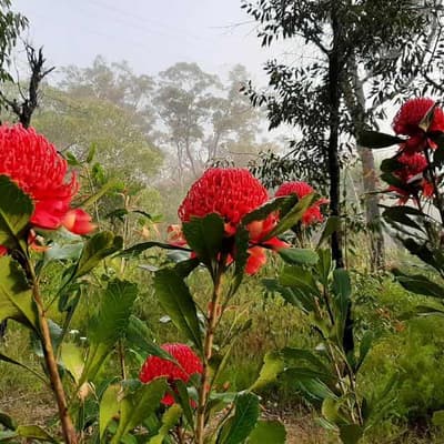 Australia doing a poor job of protecting unique plants