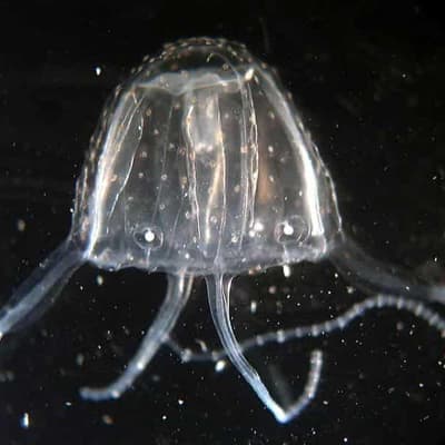 Stranded fishermen stung by lethal box jellyfish