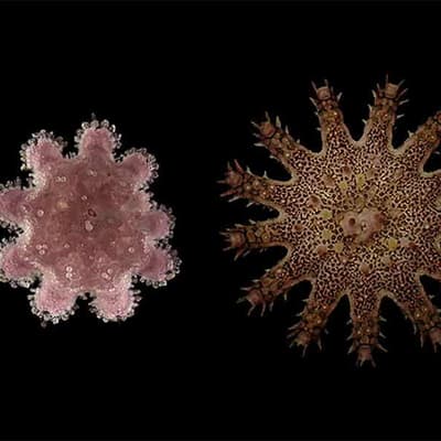 Warming climate gives reef devouring starfish a leg up