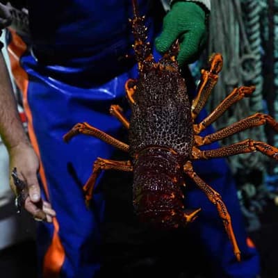 Lobster and beef on menu after China wine breakthrough