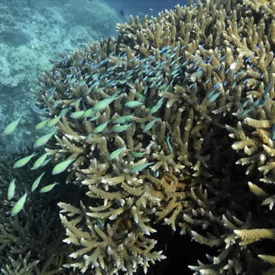 Experts celebrate enormous bounds in reef restoration