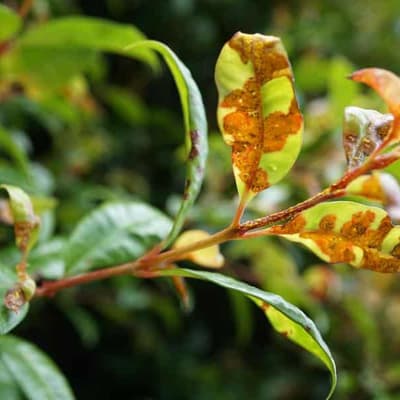Cryogenics the key to saving natives from killer rust