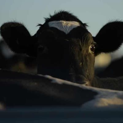 Website butchers facts on cattle vaccine trial