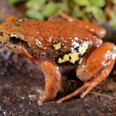 Frog call database hopping towards million milestone