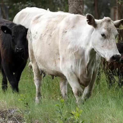 China trade bans may lift in 'very short space of time'