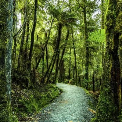 NZ forest structure mystery is based on myth