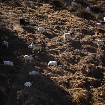 Butting of heads over feral goat plan
