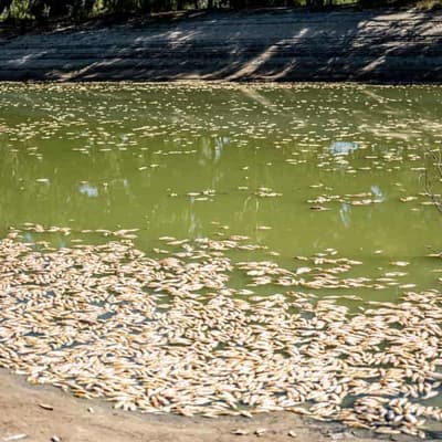 'Very high' risk of major summer fish kill in Darling