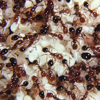 Turf theory probed in NSW red fire ant outbreak